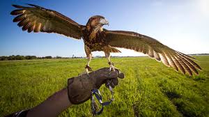 animals-falconry